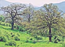 Una nuova emergenza ambientale è il deperimento della quercia. Questa malattia, che si sta diffondendo in tutta Europa, mette a rischio la sopravvivenza di molti esemplari: le piante colpite si ammalano e muoiono in pochi anni secondo una sintomatologia simile alla grafiosi dell'olmo
