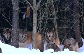 Cinque lupi tra gli alberi