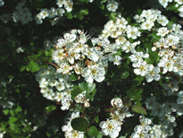 Piccoli fiori bianchi