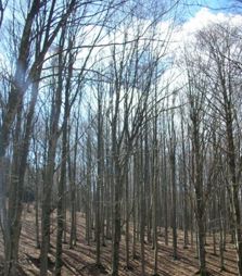 Figura 5 - Panorama della foresta di Vallombrosa