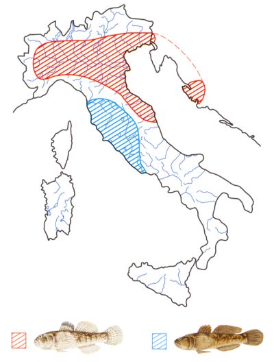 Figura 2. Areale del Ghiozzo padano (in rosso) e del Ghiozzo di ruscello (in azzurro).