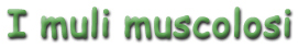 Banner Titolo - I muli muscolosi