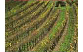 vigneto