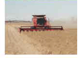 Trebbiatura del grano