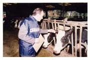 immaggine di Carabinieri del Comando CC Politiche agricole durante un controllo ad un allevamnto bovino