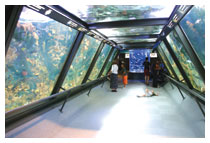 Un tunnel consente ai visitatori dell'Acquario di Cattolica di ammirare varie specie di pesci tropicali.