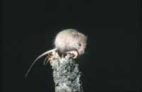 il Mus musculus, ovvero il topolino delle case