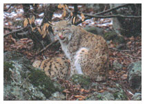 Tra gli animali ospitati: l'orso e la lince che, con l'alce e il lupo, sono tra i mammiferi più caratteristici della taiga svedese