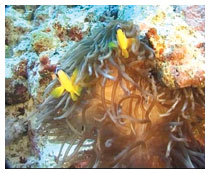 Il Mar Rosso, affascinante mondo sommerso tra coralli e relitti subacquei, è senza dubbio una delle mete più amate dagli appassionati di fondali marini