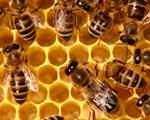 Un’ape per salvare la Natura