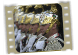 Icona I Corazzieri