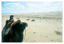 Un anziano pastore con il proprio gregge tra le dune sabbiose dell'immenso deserto mongolo
