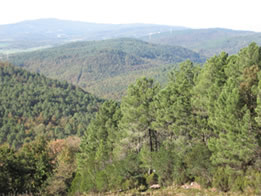 Vista panoramica delle Riserve Naturali Statali di Siena