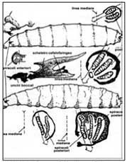 Schema della larva di Dittero associata alla fauna cadaverica. (Catts and Haskell 