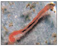 Foto ingrandita di una larva di un chironomide, detta anche 'red fiber', per il comune errore di considerarla una semplice fibra rossa. In condizioni normali è presente solo in ambiente acquatico.
