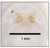 Particolare del passaggio di stadio di una larva (da Introna & Campobasso 'Entomologia Forense').