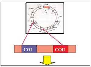 Rappresentazione schematica del DNA mitocondriale utilizzato per il sequenziamento delle regioni COI e COII.