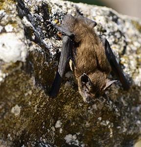 5 Pipistrello albolimbato