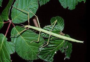 bacillus-rossius--2 (1)