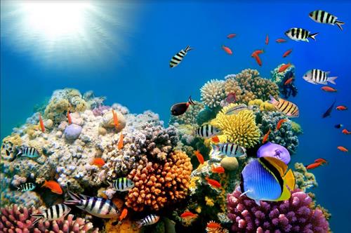 Biodiversità nel mare