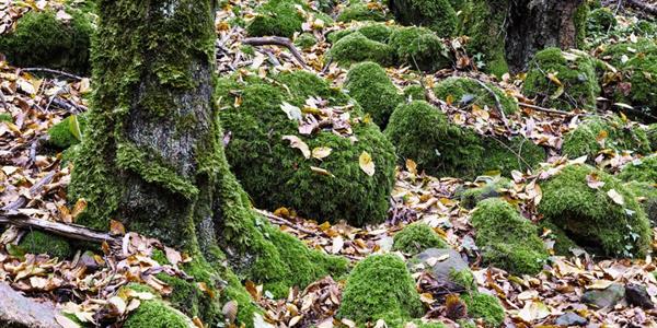 CURA E TUTELA DEL BOSCO NELLA DIFESA DAL DISSESTO IDROGEOLOGICO