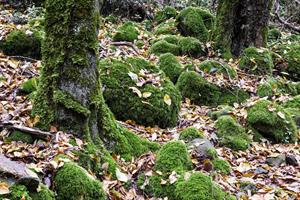 bosco-del-sasseto-quando-andare-1080x720