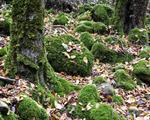 CURA E TUTELA DEL BOSCO NELLA DIFESA DAL DISSESTO IDROGEOLOGICO