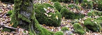 CURA E TUTELA DEL BOSCO NELLA DIFESA DAL DISSESTO IDROGEOLOGICO