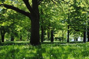 Cam-verde-pubblico-696x466