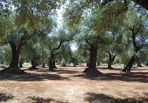 campagna-di-ulivi-1728x1200_c