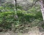 ERADICAZIONE DI AILANTHUS ALTISSIMA NEL PARCO NAZIONALE DELL’ALTA MURGIA: UN PROGETTO EUROPEO