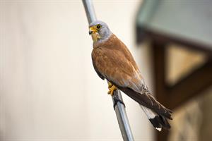 Esemplare di falco grillaio (foto a cura dell'autore)