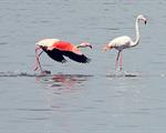 ANDAMENTO STAGIONALE 2014 DELLA POPOLAZIONE DI FENICOTTERO ROSA (PHOENICOPTERUS ROSEUS, PALLAS 1811) NELLA RISERVA NATURALE STATALE SALINE DI TARQUINIA.