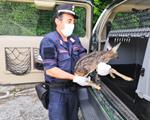 L’INGRESSO DEGLI ESSERI ANIMALI IN COSTITUZIONE
