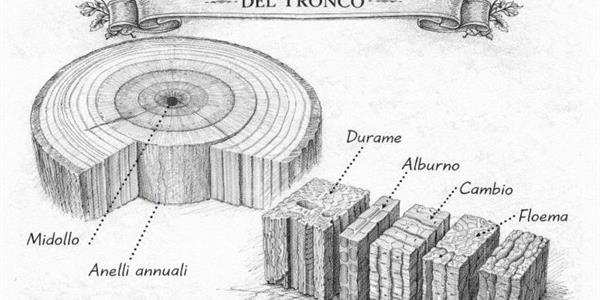 ALBERI MONUMENTALI TUTELA PAESAGGISTICA, RISCHIO E ITER AUTORIZZATIVO