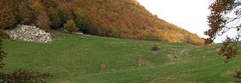 LA GESTIONE FORESTALE A(DA)TTIVA E L’ADDIZIONALITÀ