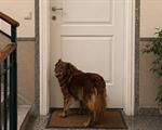 CONVIVENZA UMANI E NON UMANI IN CONDOMINIO E STALKING