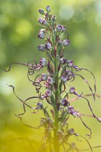 Himantoglossum Adriaticum è una pianta erbacea spontanea in Italia, appartenente alla famiglia delle Orchidaceae.
