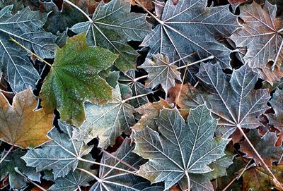 FOTO B - foglie di acero e brina ph vgiannella