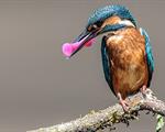 Microplastiche nell'avifauna italiana