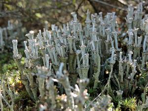FOTO D - Lichene_Cladonia_verticillata