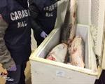 Sequestrate tre tonnellate di pesce privo di tracciabilità