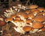 I FUNGHI: BENE GIURIDICO PROTETTO, BALUARDO A TUTELA DELLA BIODIVERSITA’ FORESTALE