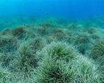 LE PRATERIE DI POSIDONIA OCEANICA, UN POLMONE VERDE TRA TUTELA E GESTIONE