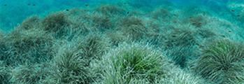 LE PRATERIE DI POSIDONIA OCEANICA, UN POLMONE VERDE TRA TUTELA E GESTIONE