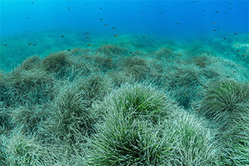 LE PRATERIE DI POSIDONIA OCEANICA, UN POLMONE VERDE TRA TUTELA E GESTIONE
