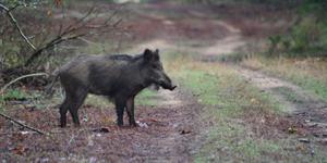 La-storia-del-cinghiale-maremmano