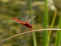 libellula-rossaRIDOTTA