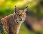 IL RITORNO DELLA LINCE SULLE ALPI