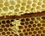LA QUALITÀ DEI PRODOTTI DELL’ALVEARE MIELE TRADIZIONALE E BIOLOGICO, CERA E PROPOLI.